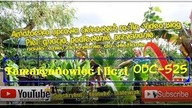 Odc-525-Tamaryndowiec i liczi z nasion.  Ile podrosły, co dalej ?