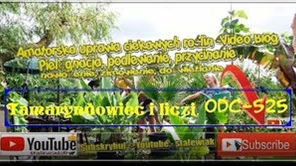 Odc-525-Tamaryndowiec i liczi z nasion.  Ile podrosły, co dalej ?