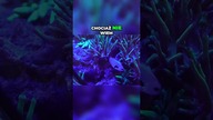 Magiczne Akwaria Morskie