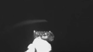 LiveLeak - Rare Video of Giant Squid in the Gulf of Mexicos Midnight Zone