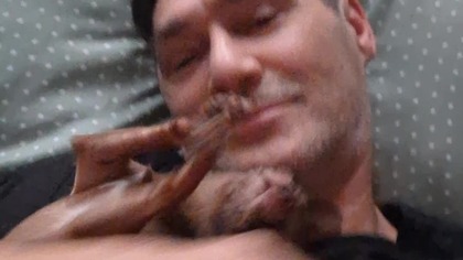 Tolek się budzi #chihuahua