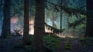 Nature Sounds #3