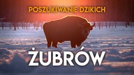 Polskie Żubry.  W poszukiwaniu OGROMNEGO STADA na Podlasiu
