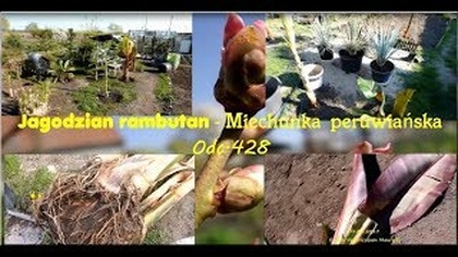 Odc. 428-Cz. 1-Jagodzian rambutan z pestki ,miechunka peruwiańska uprawa z nasion.