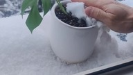#shortsŚnieg czyli kropelkowy system nawadniania roślin