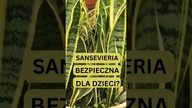Praktyczne Roślinne Porady | Rośliny Bezpieczne dla Dzieci wężownica, sansewieria