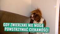 CIEKAWSKIE ZWIERZAKI