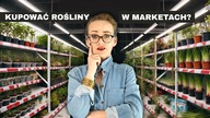 Czy warto kupować rośliny w marketach w 2025 roku?