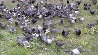 Nalot na Kraków.