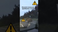 Niewiele brakowało do spotkania z Łosiem #shorts #rikordwidjo