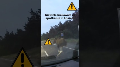 Niewiele brakowało do spotkania z Łosiem #shorts #rikordwidjo