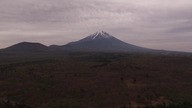 Shibazakura flower festival near Fuji mountain in Japan drone footage