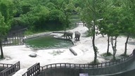 Mały słoń wpada do wody topiąc się, rodzice spieszą z pomocą