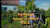 140.  Początki kwitnienia bananowca musa basjoo w Polsce 11 06 2016r Cz. 1
