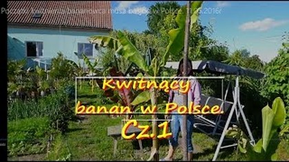 140.  Początki kwitnienia bananowca musa basjoo w Polsce 11 06 2016r Cz. 1
