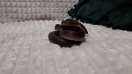 African House Snake (Wąż Mahoniowy) 