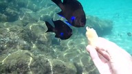 Lanzarote - fish