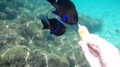 Lanzarote - fish