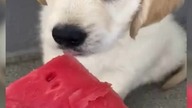 watermelon !