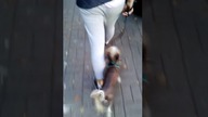 Funny dog spacerek ze śmiesznym psem