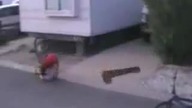 Ostro zarył na rowerze
