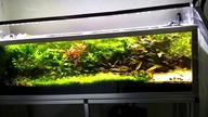 Nowa lampa na power led do akwarium.