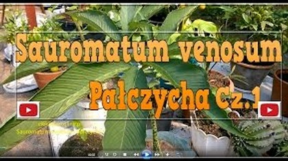 95 Cz. 1 Sauromatum venosum pałczycha.