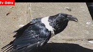 LiveLeak - Moment tourists meet crow that asks passersby: You all right, love?