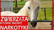 10 ZWIERZĄT, KTÓRE BIORĄ NARKOTYKI !