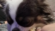 Chihuahua Luna Day 255