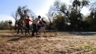Jackass 35 (klipy)
