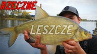 Dlatego łowienie RZECZNYCH leszczy na FEEDER jest SUPER - Abramisy chciały dużo robaków