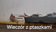 W Garden kuRaż * Gołąbki diamentowe, kanarki i przepiórki w piątek wieczorem * 14.  03.  2025