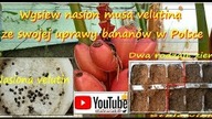 #321-Cz. 1-Wysiew nasion musa velutina ze swojej uprawy bananów w Polsce
