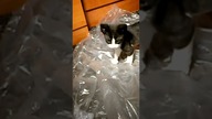 Bonguś w akcji  #shorts #kot #kotek #kittens #funny #funnycats #meow