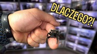 TO NIE TAK SIĘ MIAŁO SKOŃCZYĆ 