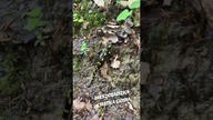 Bieszczadzka Salamandra - Bieszczadzka Chatka Gosia #bieszczady #wbieszczady #biesy #wbiesy