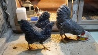Wyandotte krogulcze mini właśnie rozpakowane