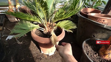 Odc-457-Sagowiec cycas. Krótko o uprawie, zimowaniu, podlewaniu. Aby był piękny cały rok