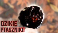 Dziki PTASZNIK  Edycja endoskop Park Chu Mom Ray 