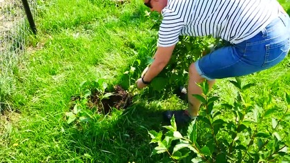 Na Działce! Vlog odc. 60 2,5 tyg Zaniedbania, Podpory Pod Jeżyny Mutanty, Kosa Demon #MajsterAmator