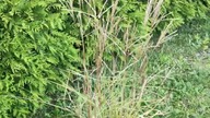 #shortsMiscanthus mix