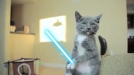 Koty star wars