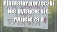Plantator porzeczki: Nie pytajcie się, rwijcie za darmo