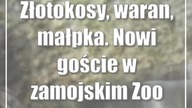 Złotokosy, waran, małpka.  Nowi goście w zamojskim Zoo
