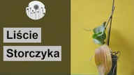 Dlaczego liście storczyka żółkną, marszczą się i są lepkie?