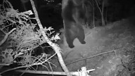 Co się dzieje nocą w lesie??