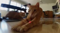 Koty vs laser