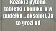 Kozaki z pytona, tabletki z konika, a w pudełku...  aksolotl.  Za to grozi odsiadka