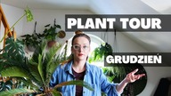 ROŚLINNE AKTUALIZACJE - GRUDZIEŃ pielęgnacja roślin domowych w STYCZNIU